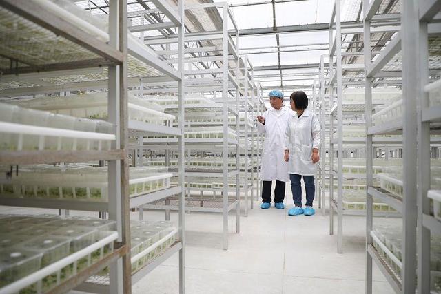 小土豆，大突破 馬鈴薯種業(yè)高質(zhì)量發(fā)展觀察