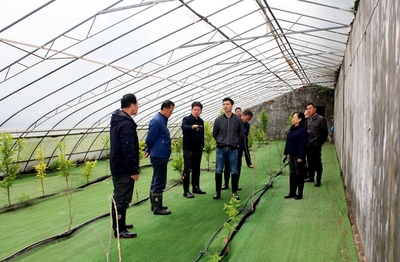 農(nóng)業(yè)科研新篇章 國(guó)家柿圃改擴(kuò)建項(xiàng)目評(píng)審會(huì)圓滿召開(kāi)，助推柿產(chǎn)業(yè)高質(zhì)量發(fā)展